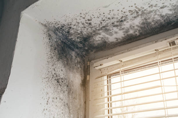 Affordable Basement Mold Removal solutions in Succasunna, NJ